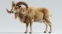 Majestic bighorn sheep with curved horns and thick golden-brown fur standing in profile against neutral gray background.