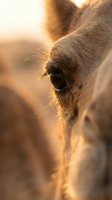 Close-up of deer face in golden sunlight, showing detailed eye and fur texture. Wildlife portrait for nature, animal behavior, and outdoor editorial projects.