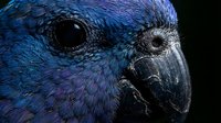 Close-up portrait of blue parrot head with detailed feathers and dark beak against black background for wildlife photography and nature designs.