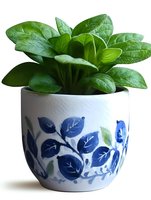 Green leafy houseplant in white ceramic pot decorated with blue floral pattern, isolated on white background. Fresh tropical foliage in decorative planter.