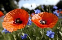 Vibrant orange poppies with delicate petals in full bloom against blurred blue cornflowers, creating natural garden composition for floral and botanical designs.