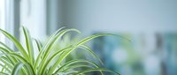 Green spider plant leaves in soft natural light creating peaceful indoor atmosphere for home decor and wellness lifestyle concepts.
