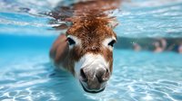Curious donkey swimming underwater in crystal clear blue water, close-up portrait showing expressive eyes and wet fur. Unique perspective of animal behavior.
