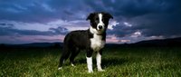 Black and white border collie standing in green grass field at dusk with dramatic cloudy sky, suitable for pet, animal, and outdoor lifestyle content.