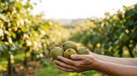 Farmer holding fresh harvested apples in hands against orchard rows. Agricultural produce and farming concept for harvest season marketing.