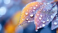 Macro close-up of autumn leaf with morning dew drops creating natural water pearls on textured surface with soft bokeh background lighting effects.