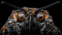 Extreme macro portrait of jumping spider face with large orange eyes and detailed fur texture against black background, showing intricate arthropod features in sharp focus.