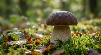 Fresh porcini mushroom growing in natural forest environment with moss and fallen leaves, perfect for culinary and nature photography projects.
