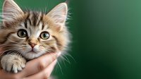 Adorable fluffy kitten with big green eyes and tabby markings being gently held against green background, looking up with innocent expression. Perfect for pet care themes.