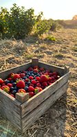 Fresh mixed berries in rustic wooden crate at sunset farm field with strawberries blueberries raspberries for organic harvest agriculture and healthy eating.