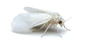 Pale cream-colored moth with delicate translucent wings and thin antennae, isolated on white background. Suitable for entomology, nature education, and wildlife illustration projects.