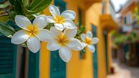 White plumeria flowers with yellow centers against vibrant yellow wall and green shutters background, tropical garden setting creates exotic summer atmosphere.