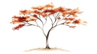 Watercolor acacia tree with spreading red-orange crown and brown trunk on white background, artistic botanical illustration for wall decor and stationery design.