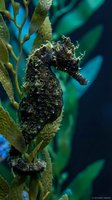 Seahorse clinging to seaweed in underwater marine environment with vibrant blue and green colors for aquatic wildlife and ocean conservation themes.