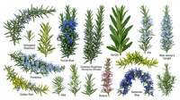 Collection of aromatic herbs including rosemary, sage, thyme and lavender sprigs with labels isolated on white background for culinary and medicinal use.