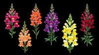 Snapdragon flowers in vibrant pink, orange, purple, yellow, and red isolated on transparent background. Ready for t-shirt designs, clipart, stickers, sublimation, and print-on-demand projects.