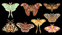 Colorful moth collection isolated on transparent background, featuring eight detailed species in warm tones, ready for stickers, t-shirt design, print on demand, and clipart use.