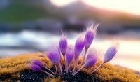 Purple crocus flowers emerging from moss at sunrise, soft focus nature photography with delicate petals and golden morning light creates dreamy spring atmosphere.