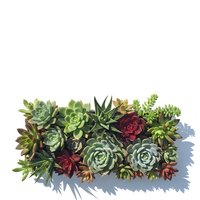 Colorful succulent garden arrangement with various species including echeveria, haworthia, and sedum plants in vibrant green and burgundy tones for home decor.