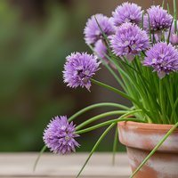 Purple chive flowers blooming in terracotta pot with green foliage against blurred garden background for culinary herb gardening and cooking concepts.