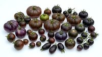 Assorted heirloom tomatoes in purple, black, brown and green colors arranged on white background. Fresh organic vegetables for cooking and salads.