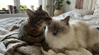 Tabby and cream colored cats relaxing together on bed with blanket in bright bedroom with plants and window light.