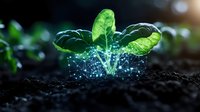 Young green plant seedling emerging from soil with glowing digital network effect, symbolizing agricultural technology and smart farming innovation in modern agriculture.
