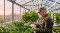 Senior male farmer inspecting tomato plants in modern greenhouse using digital tablet for crop monitoring and agricultural management.