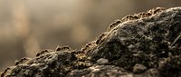 Rich dark soil texture with organic matter and natural lighting for agricultural and gardening projects.