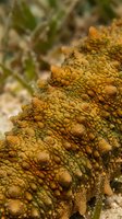 Close-up macro shot of orange textured reptile skin showing detailed scales and natural patterns in wildlife photography with shallow depth of field.