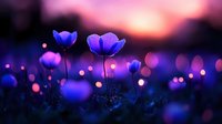Glowing purple anemone flowers at sunset with dreamy bokeh lights creating magical atmosphere in twilight garden. Romantic floral nature background.