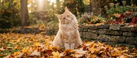 Fluffy orange tabby cat sitting in colorful autumn leaves with warm sunlight filtering through trees in peaceful garden setting.