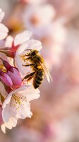 Honeybee collecting nectar from delicate pink cherry blossoms in soft spring sunlight with dreamy bokeh background for nature and pollination themes.
