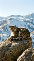 Snow leopard resting on rocky outcrop with snowy mountain peaks in background, wildlife conservation and endangered species concept.