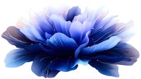 Blue flower bloom with gradient petals on transparent background isolated for graphic design and digital art projects.