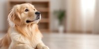 Golden retriever dog lying on floor at home, looking up with attentive expression against blurred interior background with bookshelf and window light.