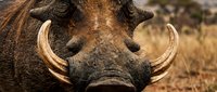 Close-up portrait of wild warthog with prominent curved tusks in natural African savanna habitat during golden hour lighting for wildlife photography.