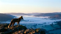 Wolf standing on rocky outcrop overlooking misty valley landscape at dawn, suitable for wildlife, nature, and adventure themed projects.