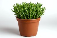 Fresh rosemary herb growing in terracotta pot against white background, aromatic culinary plant with green needle-like leaves isolated for gardening and cooking concepts.