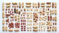 Assorted peanuts and legumes arranged in organized rows on white background, displaying various sizes, shapes and varieties for culinary, nutritional and agricultural design projects.