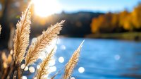 Golden pampas grass plumes backlit by sunset light against blurred lake and autumn forest background, creating dreamy bokeh effect and natural atmosphere.