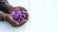 Male hands holding purple flower on white wooden surface, gift giving and appreciation concept for greeting cards, wellness, and spring celebrations.