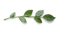 Fresh green rose leaves on branch with water drops isolated on white background, natural botanical element for design and decoration.