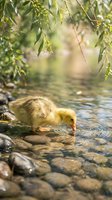 Adorable yellow duckling drinking from clear stream under weeping willow branches in peaceful natural setting for spring wildlife photography.