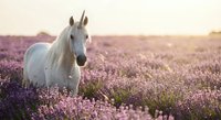 White horse standing gracefully in blooming purple lavender field during golden hour sunset creating dreamy pastoral scene for wellness and nature themes.