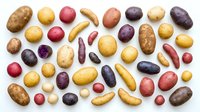 Colorful assorted potato varieties including fingerling, red, purple, yellow and russet potatoes arranged on white background for cooking and agriculture.