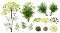 Fresh dill herb collection with feathery green leaves and umbrella flower heads isolated on white background for culinary design and cooking projects.
