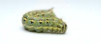 Green caterpillar larva with segmented body and black markings, isolated on white background for educational, scientific, or nature-related projects.