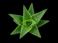 Aloe vera plant with water droplets, isolated on transparent background, ready for t-shirt designs, clipart, stickers, sublimation, and print-on-demand products.