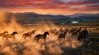 Herd of wild horses galloping through dusty terrain at sunset, kicking up clouds of dust across an open valley landscape with mountains in the background.